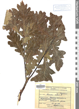VOR 0025171