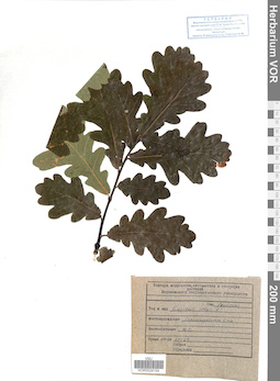 VOR 0024104