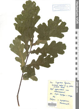 VOR 0024103