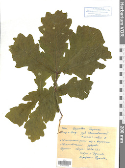 VOR 0024098