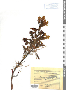 VOR 0024097