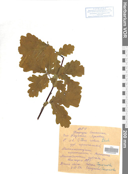 VOR 0024095