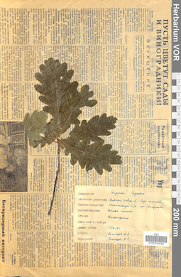 VOR 0024094