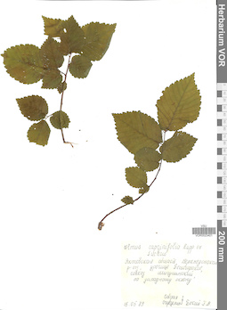 VOR 0023401
