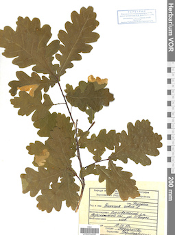 VOR 0024093