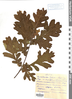 VOR 0024092