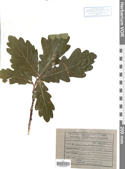 VOR 0024091