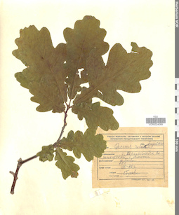 VOR 0024089