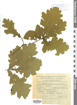 VOR 0024088