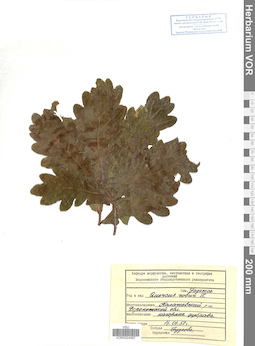 VOR 0024087