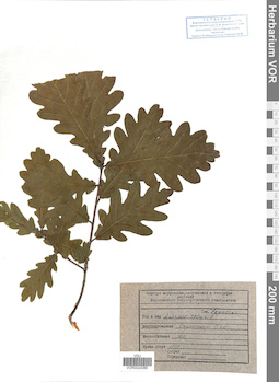 VOR 0024086