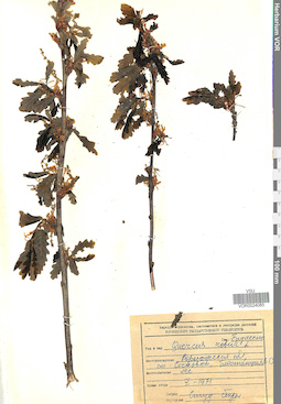 VOR 0024085