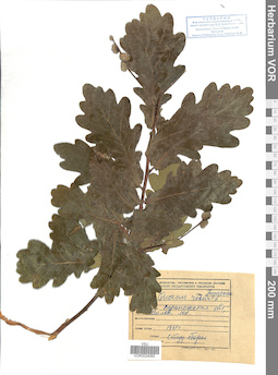VOR 0024082