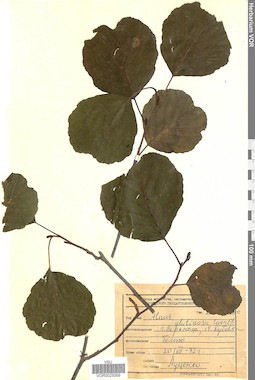 VOR 0025069