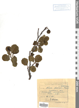VOR 0025065