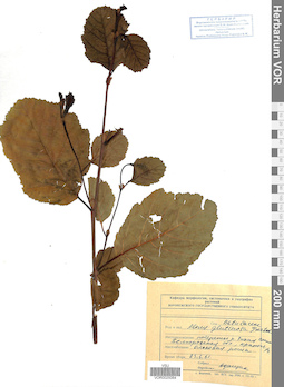 VOR 0025064