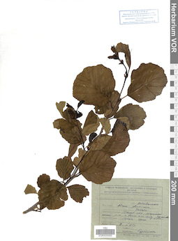 VOR 0025063