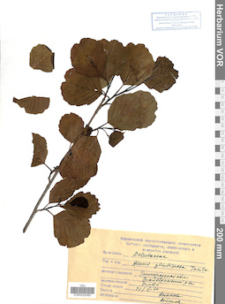 VOR 0025060