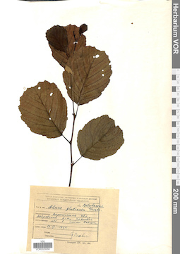 VOR 0025058