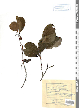 VOR 0025053