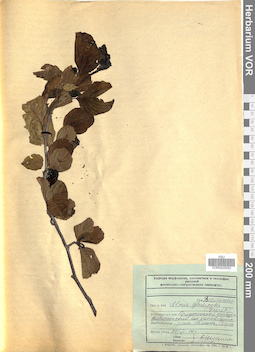 VOR 0025052