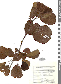 VOR 0025049