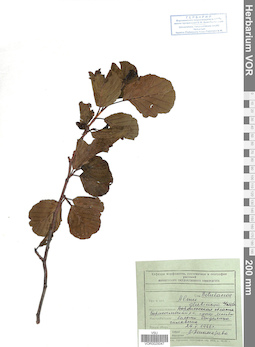 VOR 0025047