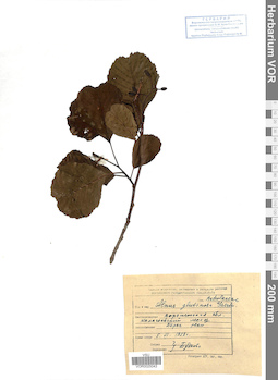 VOR 0025043