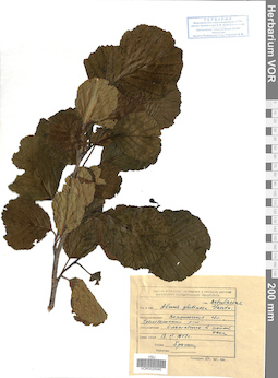 VOR 0025040