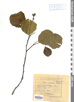 VOR 0025038