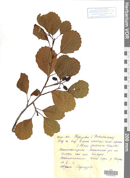 VOR 0025037