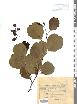 VOR 0025035