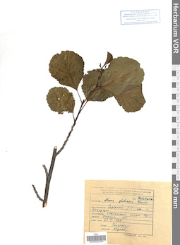 VOR 0025034