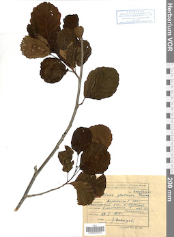 VOR 0025033
