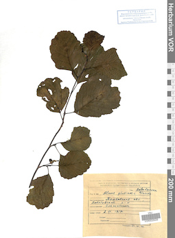 VOR 0025029