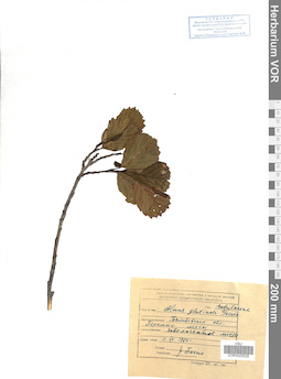 VOR 0025028