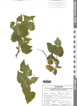 VOR 0040375