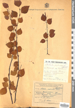 VOR 0025279