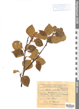VOR 0025267