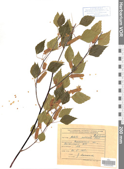 VOR 0025263