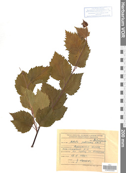 VOR 0025262