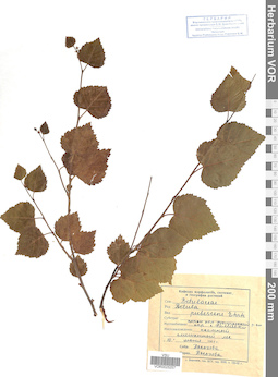 VOR 0025257