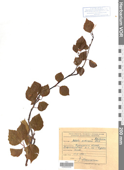 VOR 0025252