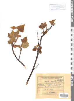 VOR 0025248