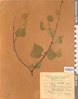 VOR 0025247