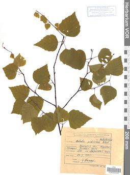 VOR 0025243