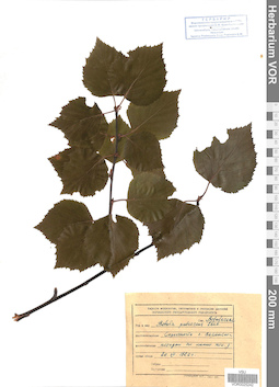 VOR 0025242