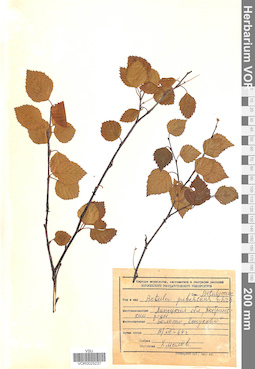 VOR 0025237