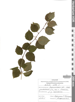 VOR 0025236