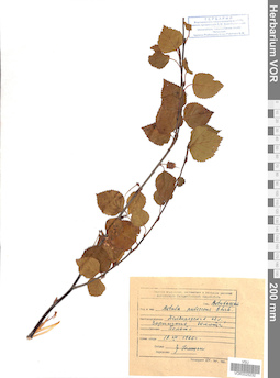 VOR 0025232